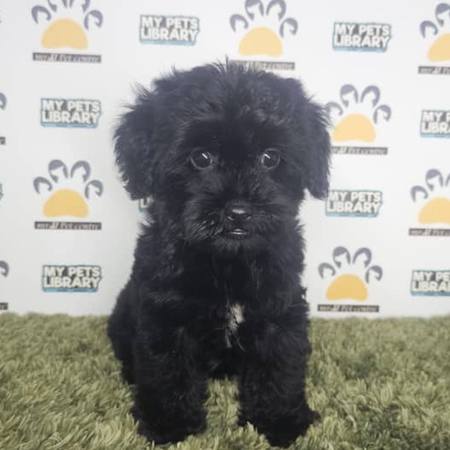 Maltipoo Puppy (Male) For Sale
