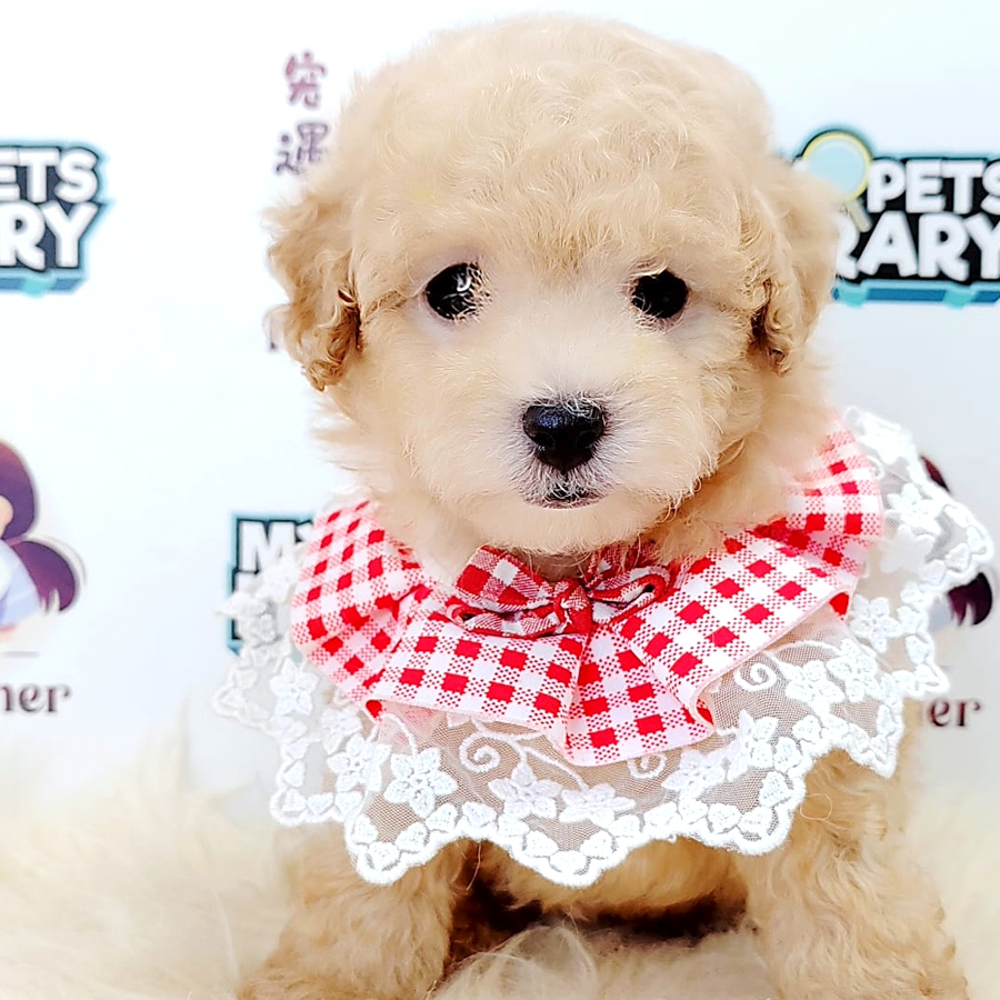 Tiny Toy Poodle Puppy (Male) For Sale