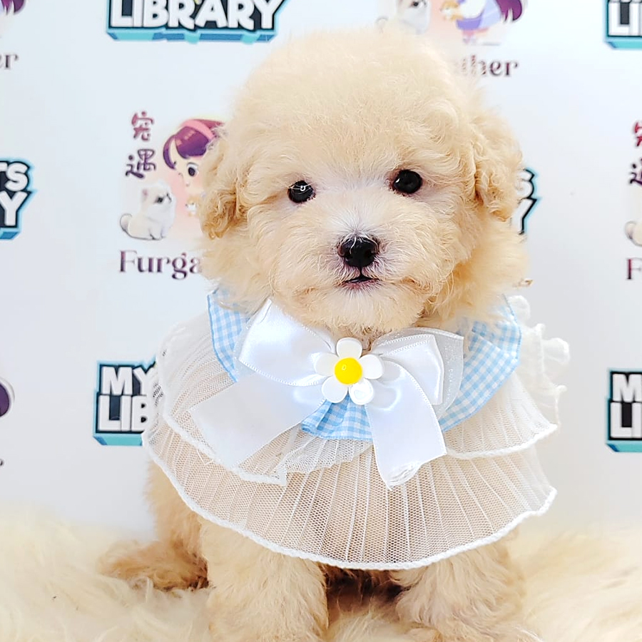 Tiny Toy Poodle Puppy (Male) For Sale