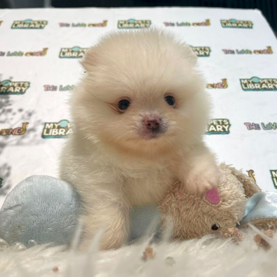 Tiny Teacup Pomeranian Puppy (Male) For Sale