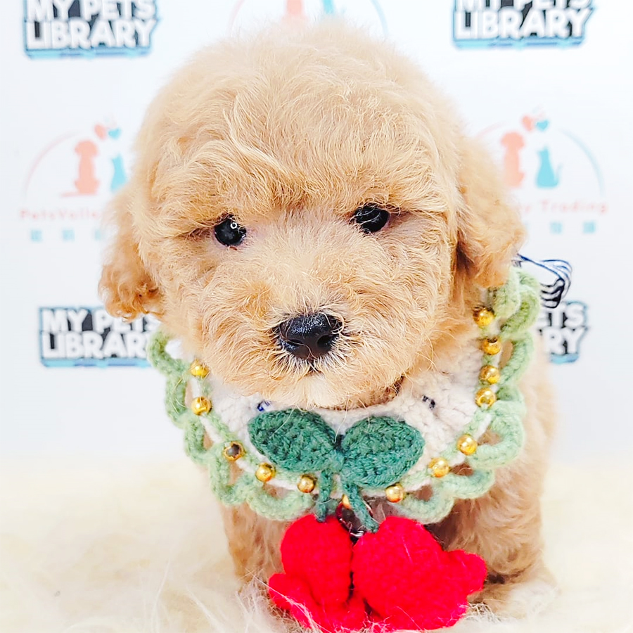 Tiny Poodle Puppy (Male) For Sale