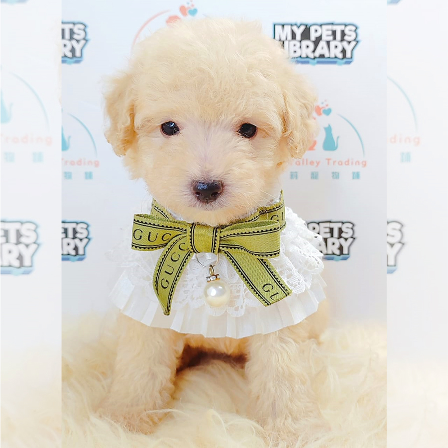 Tiny Poodle Puppy (Female) For Sale