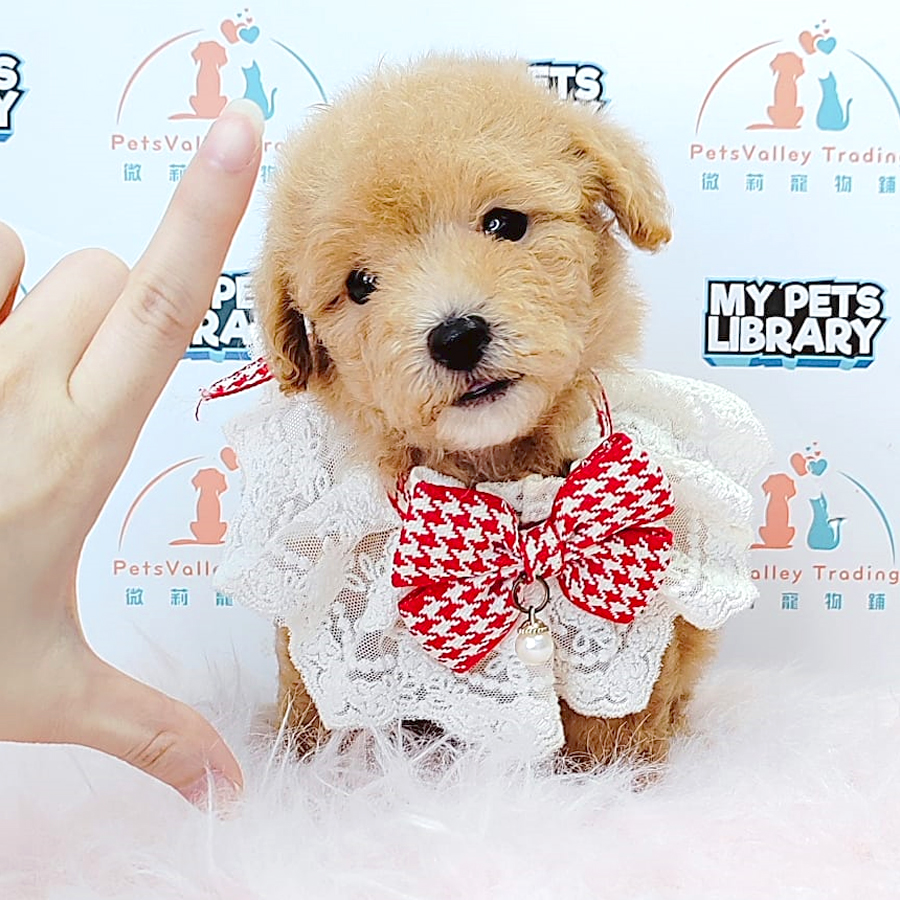 Tiny Poodle Puppy (Female) For Sale