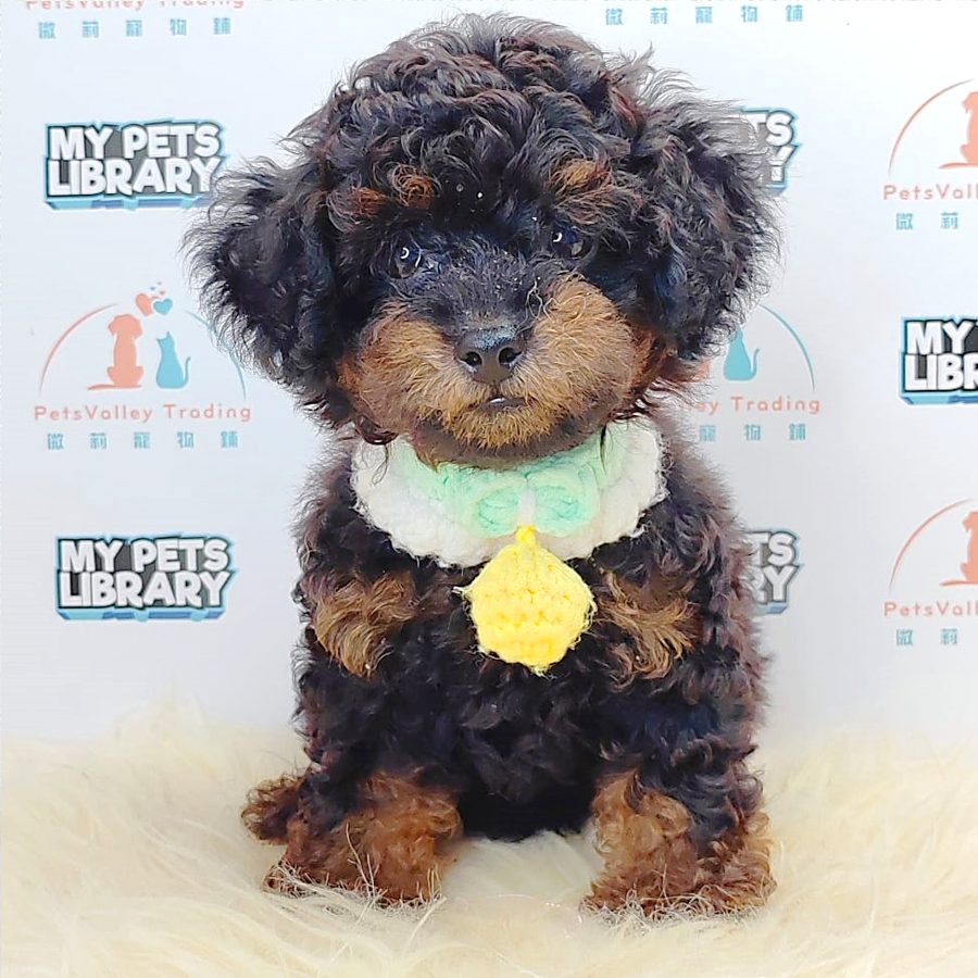 Tiny Poodle Puppy (Male) For Sale
