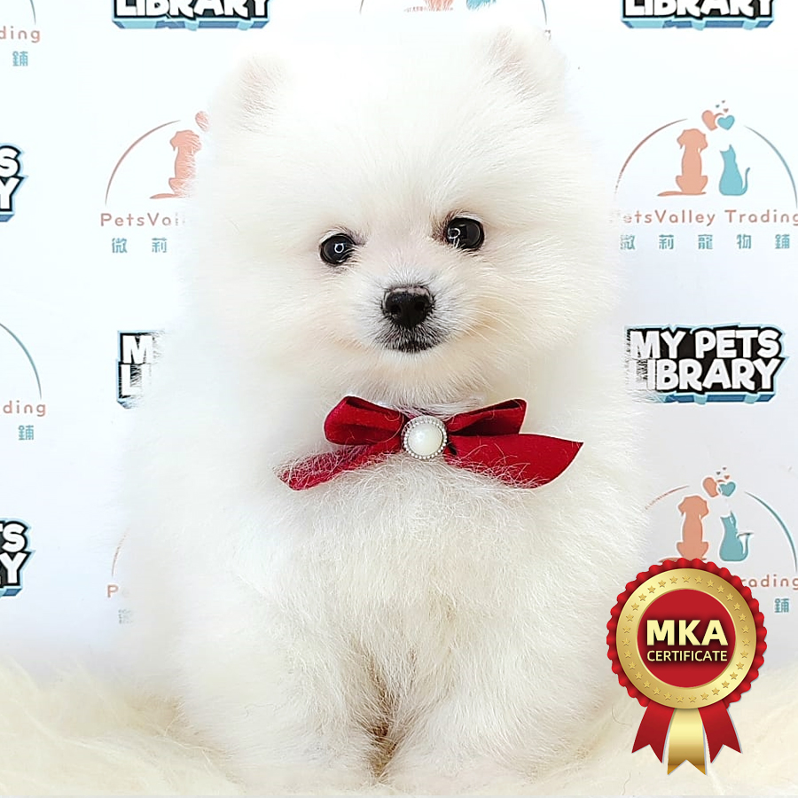 MKA Pomeranian Puppy (Female) For Sale