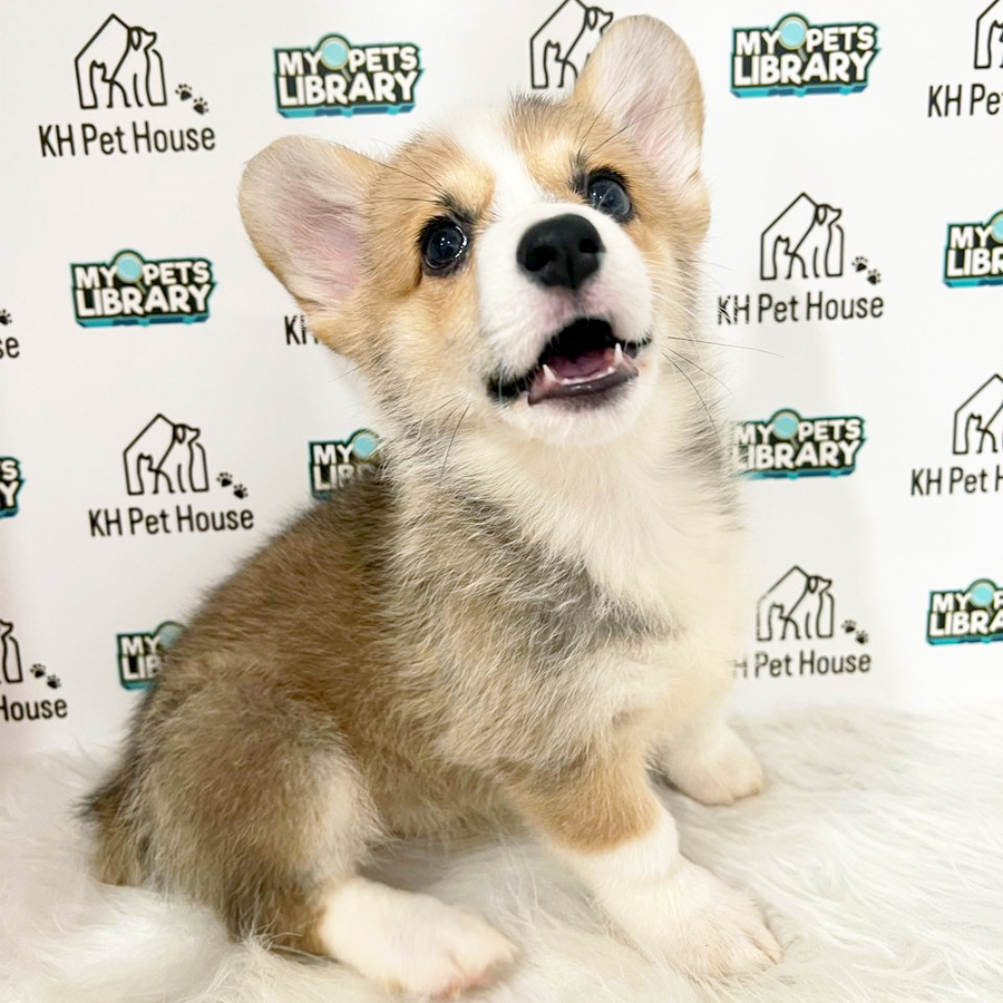 Welsh Corgi Puppy (Female) For Sale