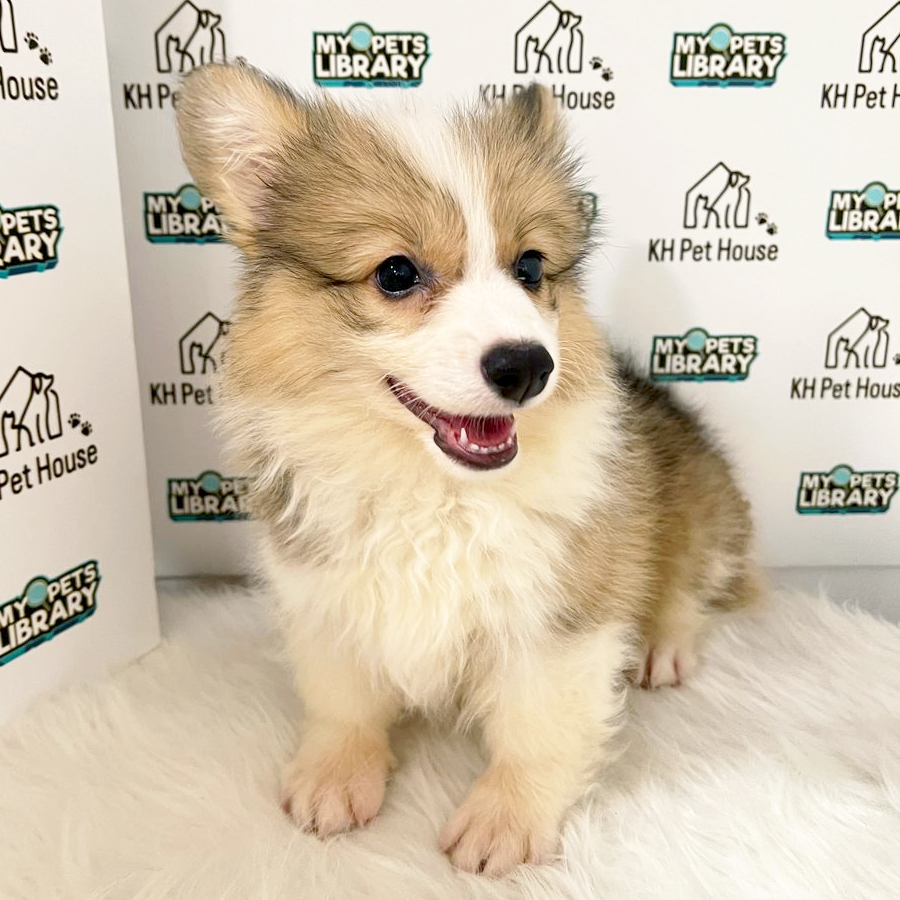 Welsh Corgi Puppy (Female) For Sale