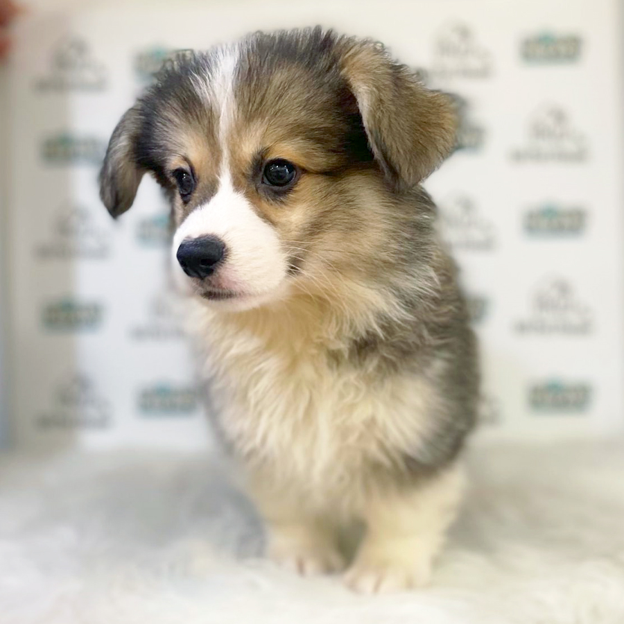 Welsh Corgi Puppy (Male) For Sale