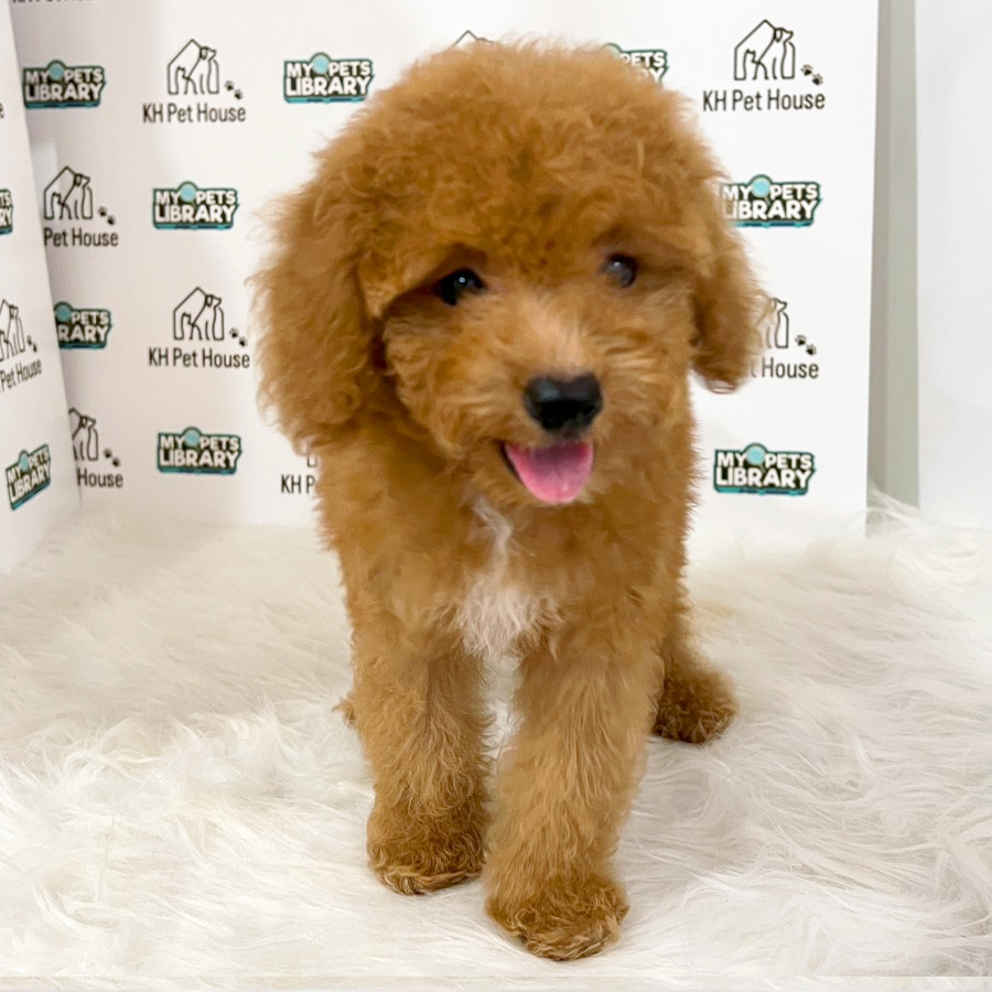 Toy Poodle Puppy (Female) For Sale