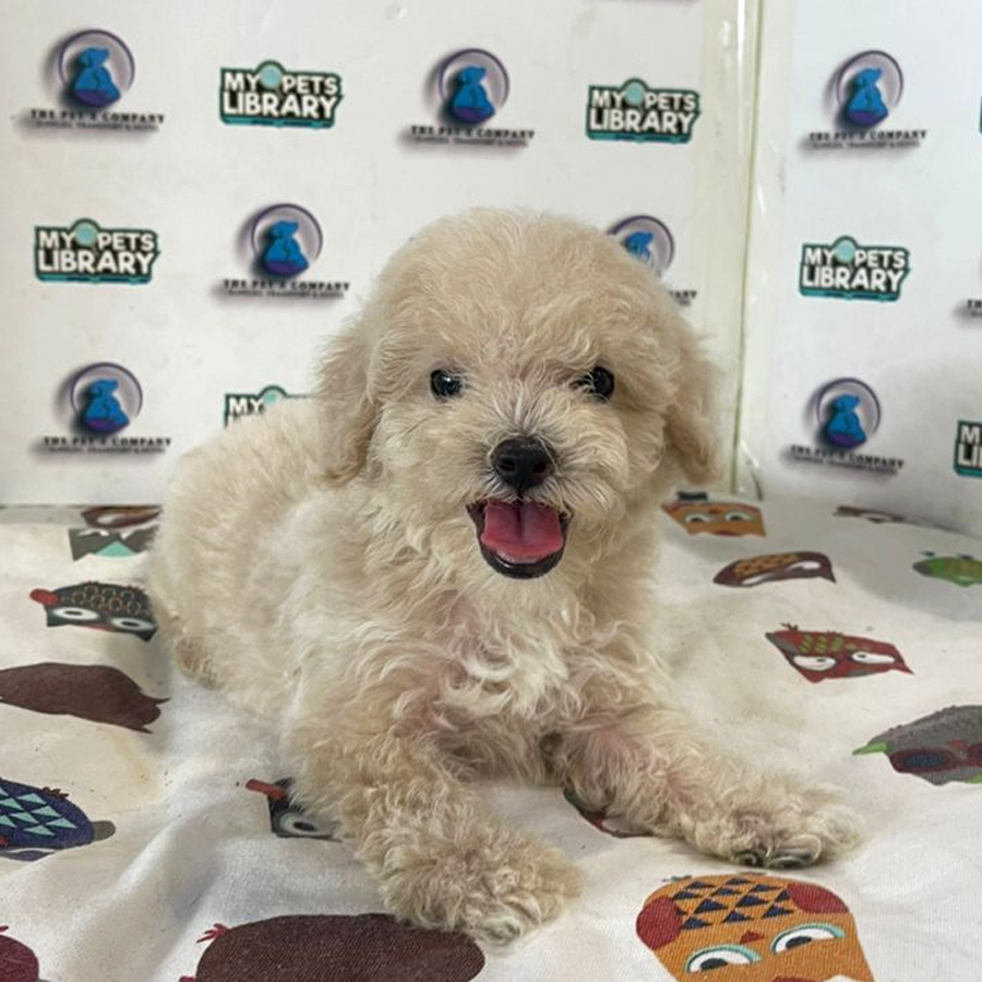 Poodle Puppy (Male) For Sale