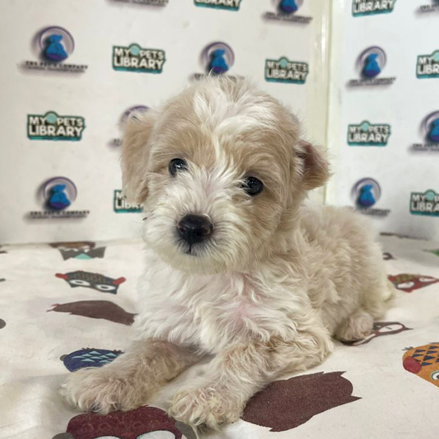 Poodle Puppy (Male) For Sale