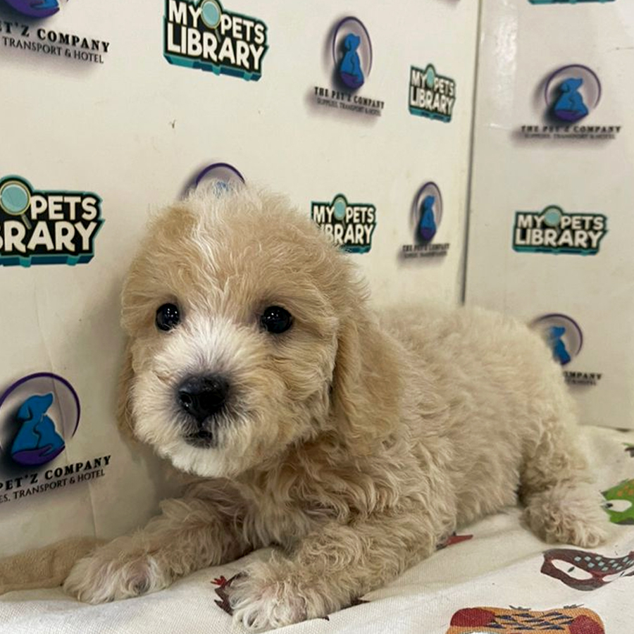 Poodle Puppy (Female) For Sale