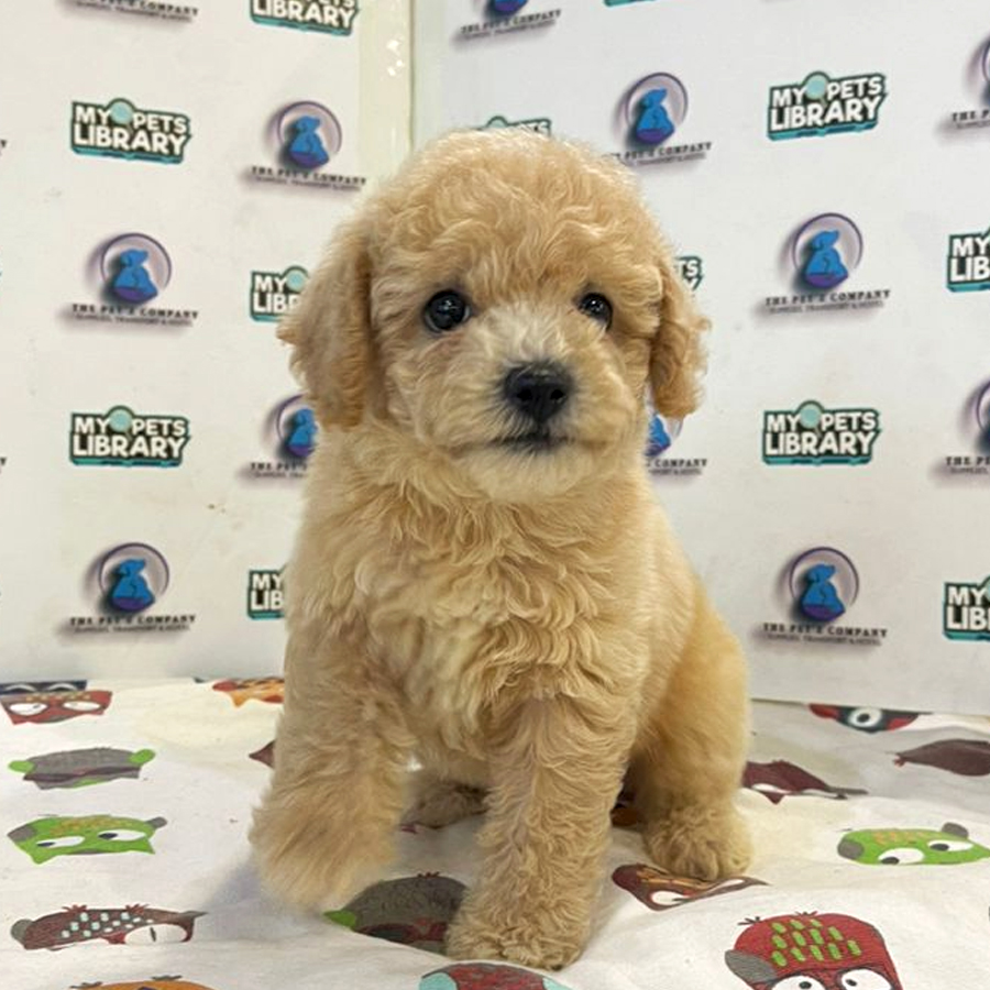 Poodle Puppy (Male) For Sale