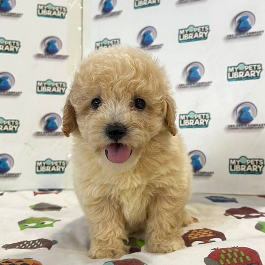 Poodle Puppy (Female) For Sale