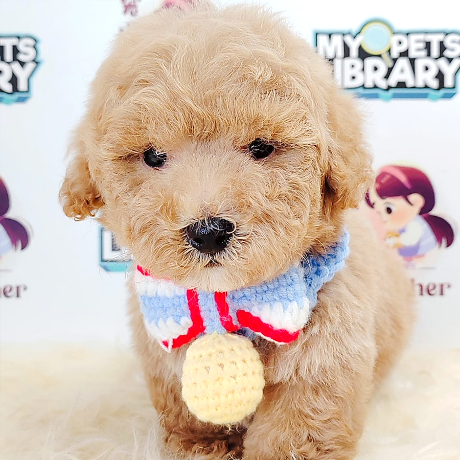 Tiny Toy Poodle Puppy (Male) For Sale