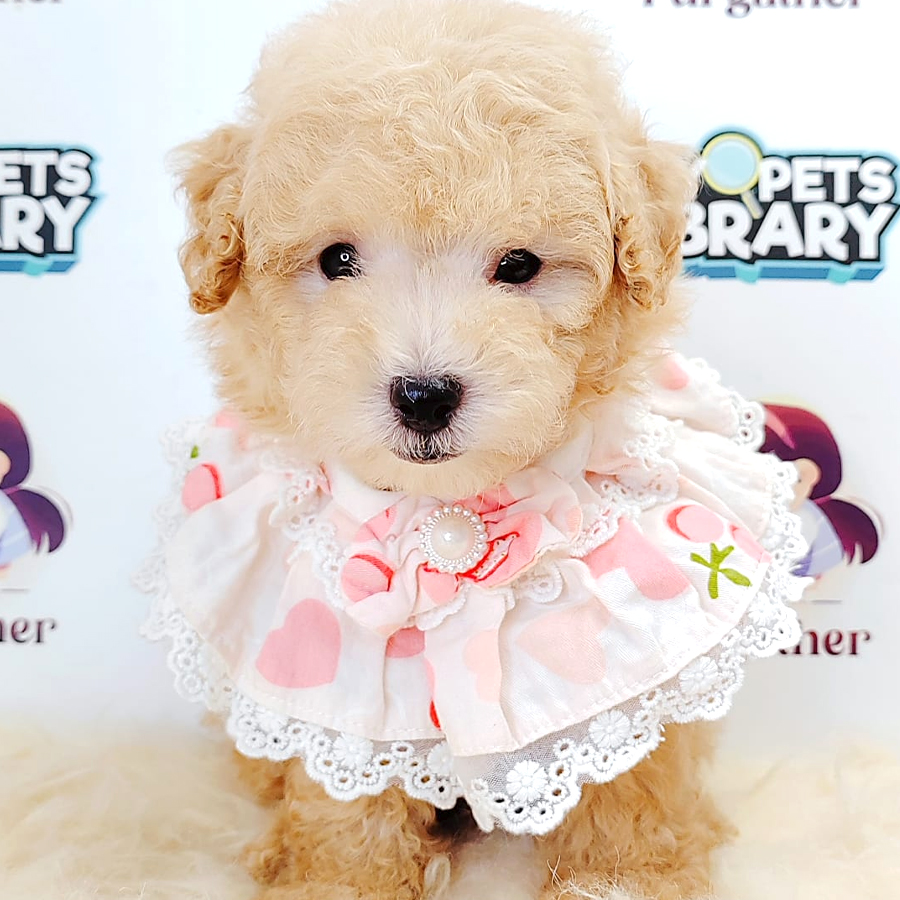 Tiny Toy Poodle Puppy (Male) For Sale