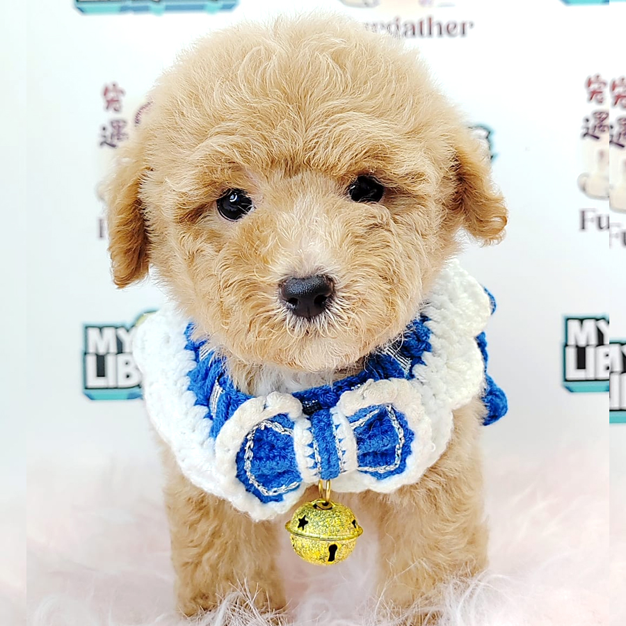 Tiny Toy Poodle Puppy (Male) For Sale