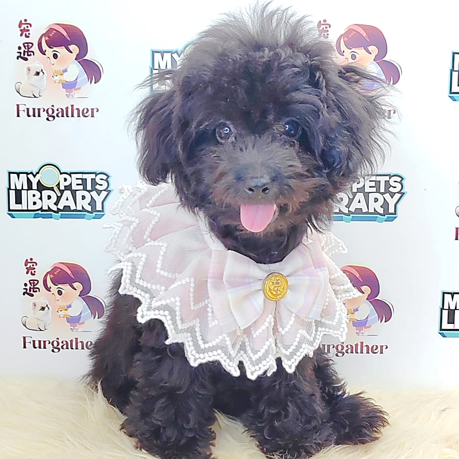 Tiny Toy Poodle Puppy (Female) For Sale