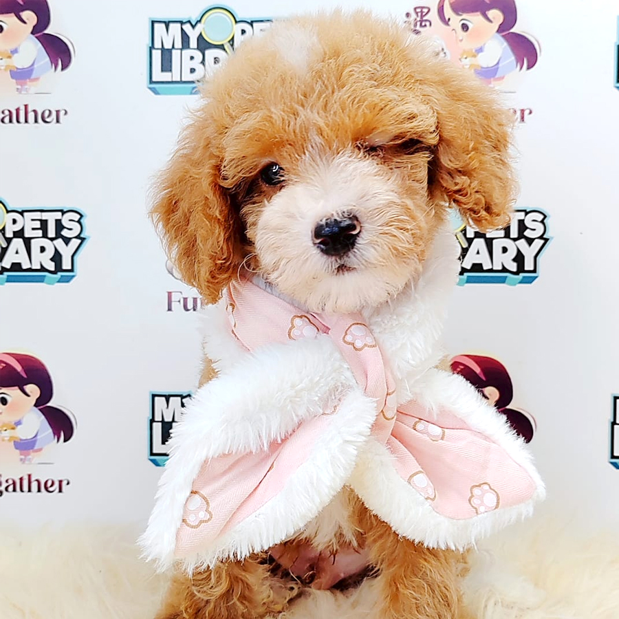 Maltipoo Puppy (Male) For Sale