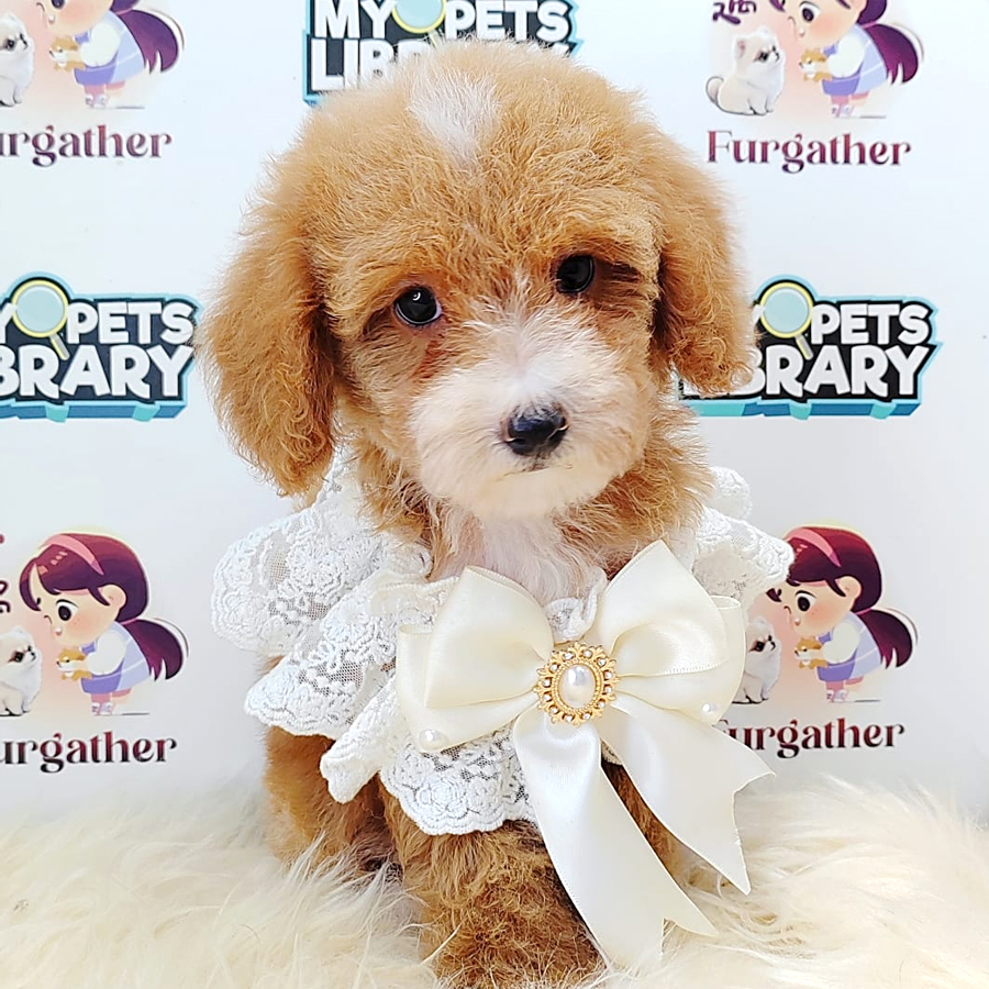 Poodle Puppy (Male) For Sale