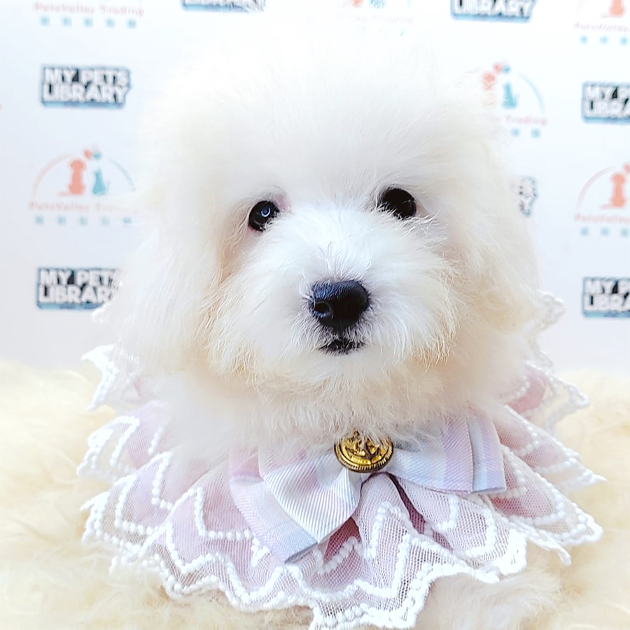 Maltipoo Puppy (Female) For Sale