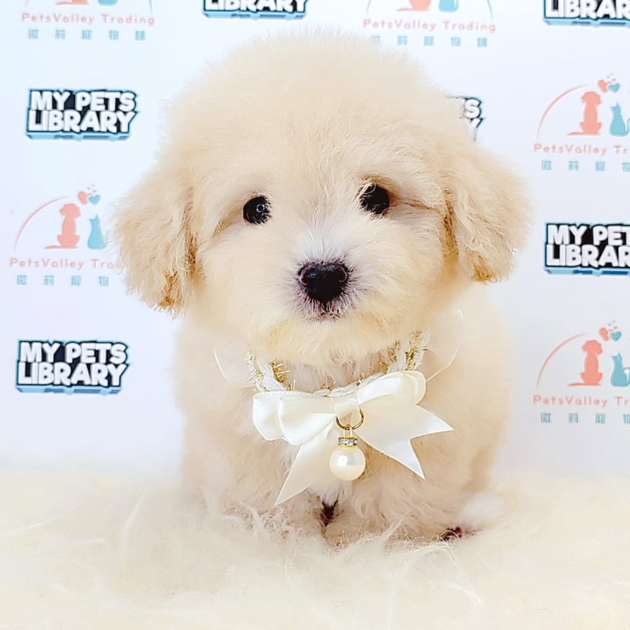 Maltipoo Puppy (Male) For Sale
