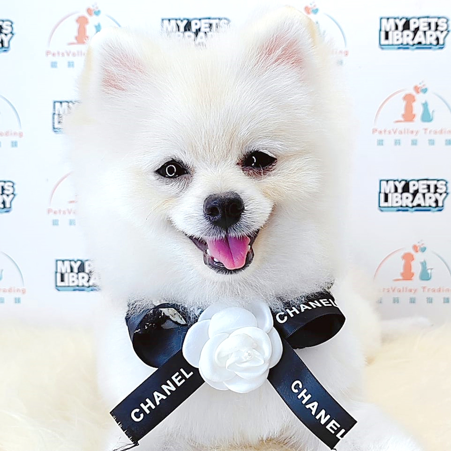 Pomeranian Puppy (Male) For Sale
