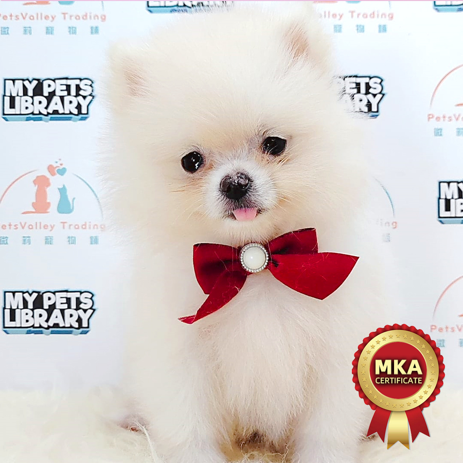 MKA Pomeranian Puppy (Female) For Sale