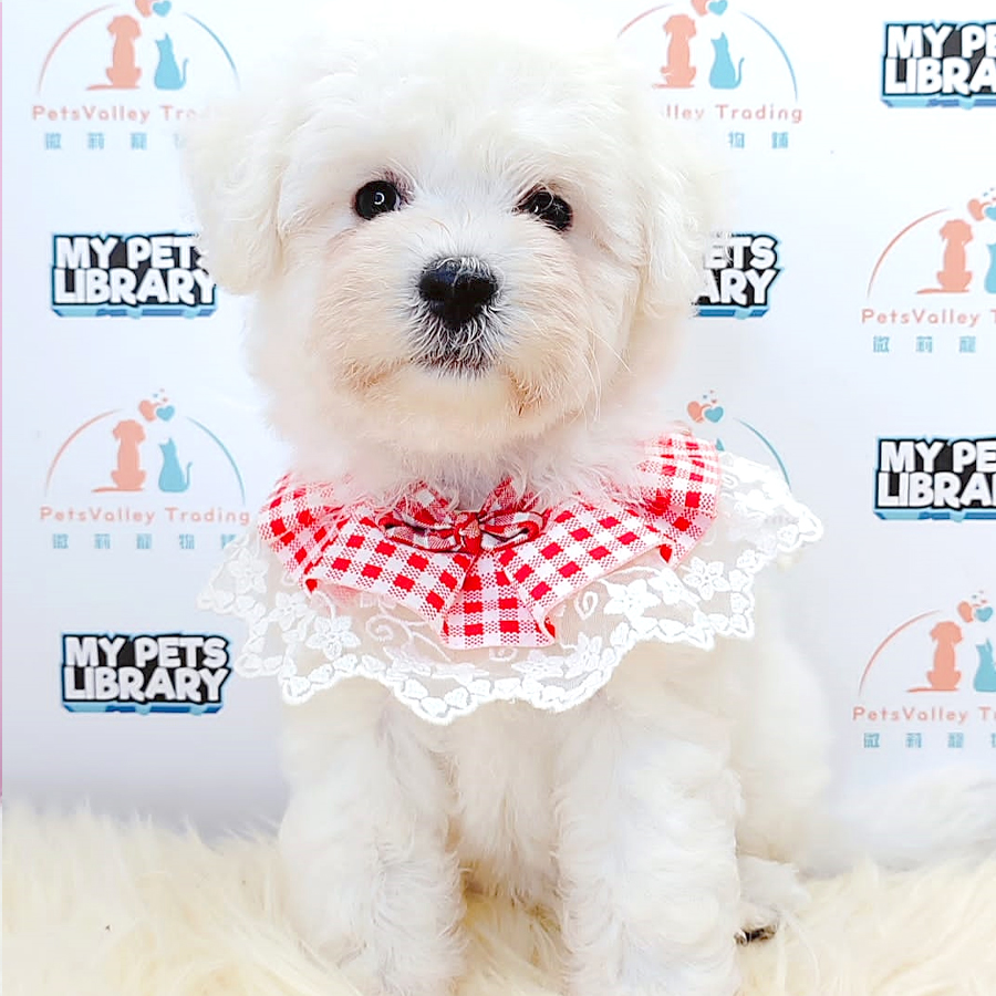 Bichon Frise Puppy (Female) For Sale