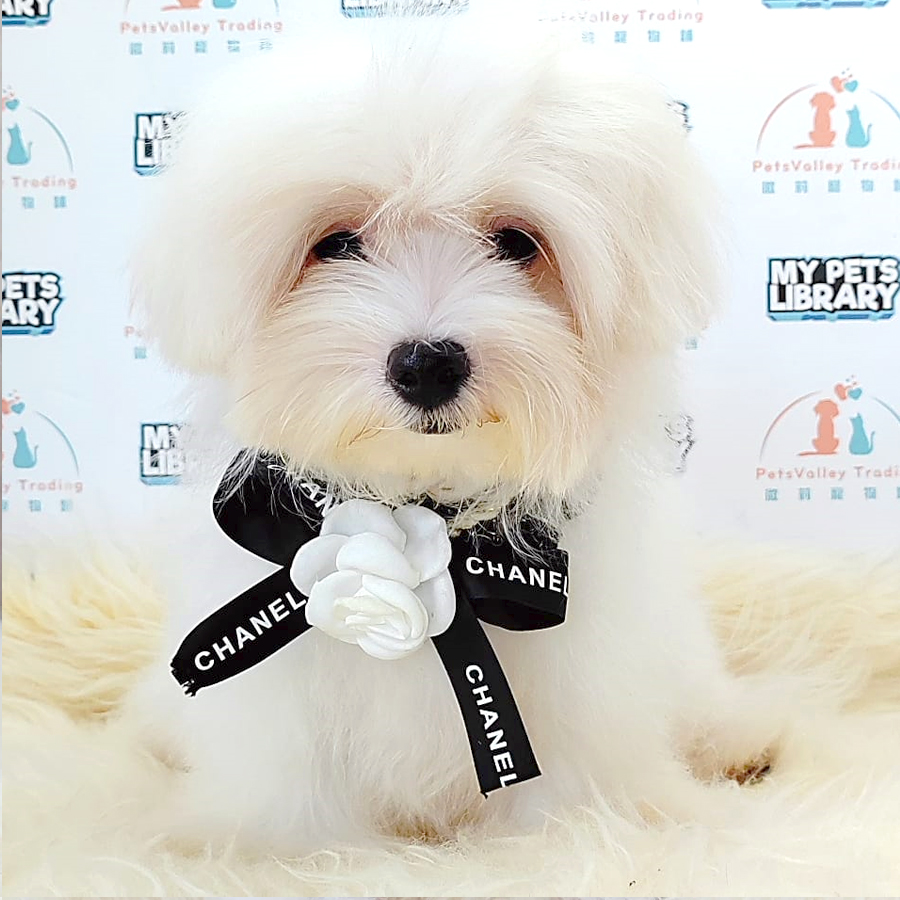Maltese Puppy (Male) For Sale