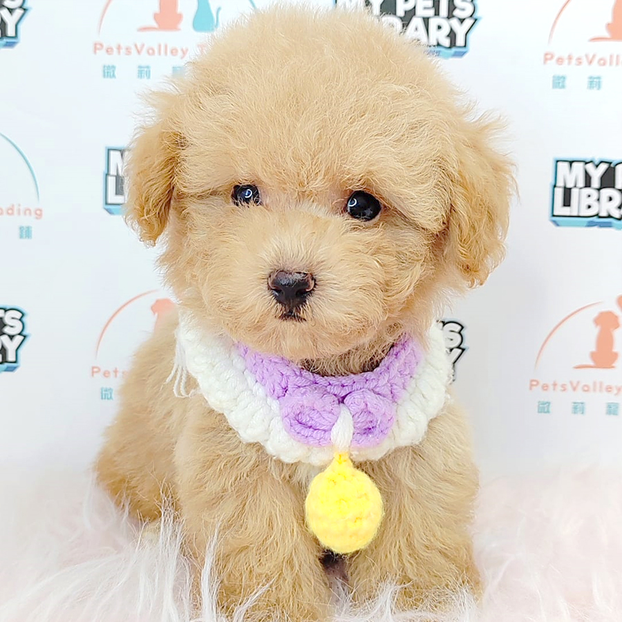 Tiny Poodle Puppy (Male) For Sale