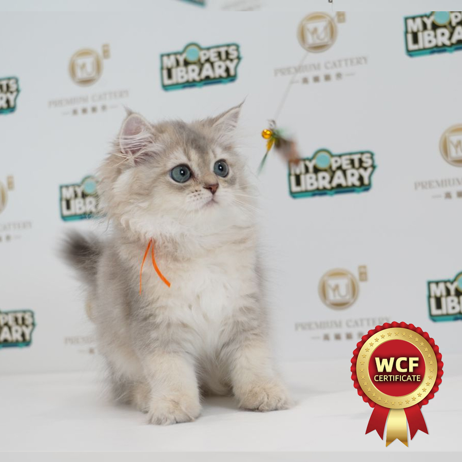 WCF British Longhair Kitten (Female) For Sale