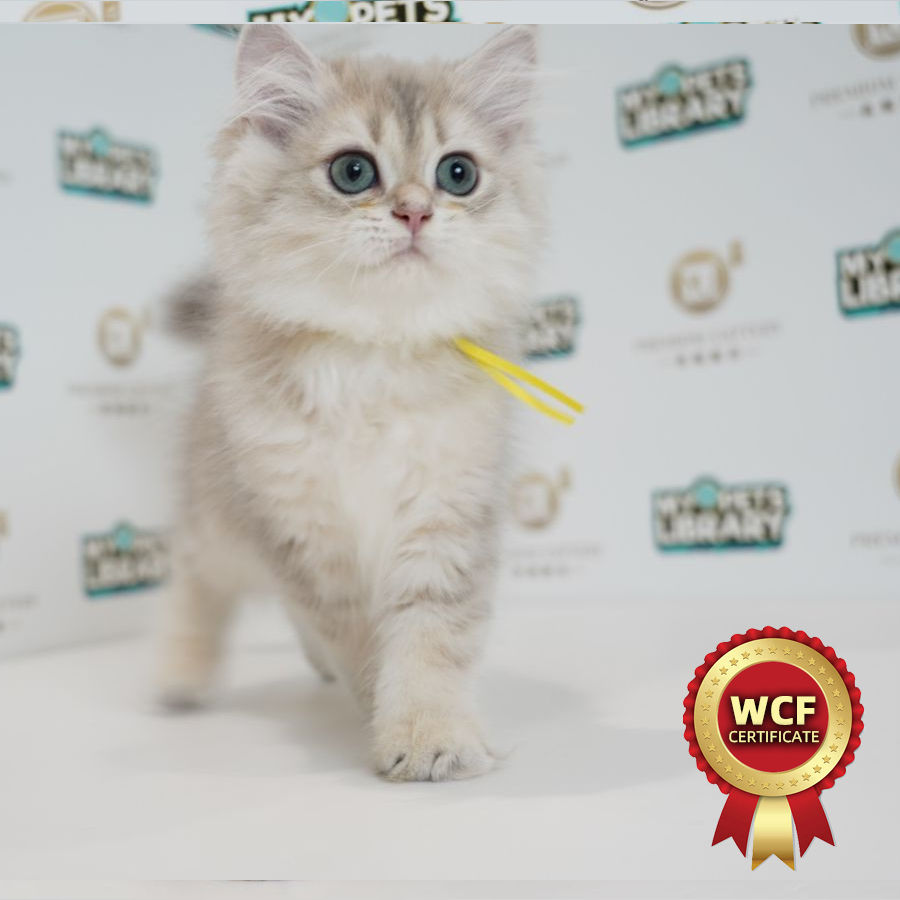 WCF British Longhair Kitten (Female) For Sale