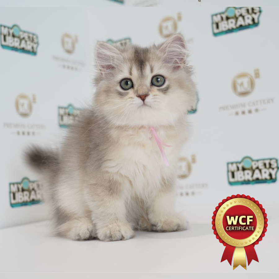 WCF British Longhair Kitten (Female) For Sale