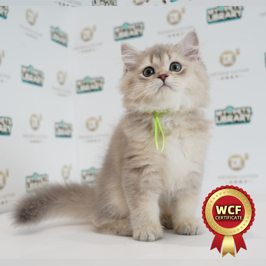 WCF British Longhair Kitten (Male) For Sale