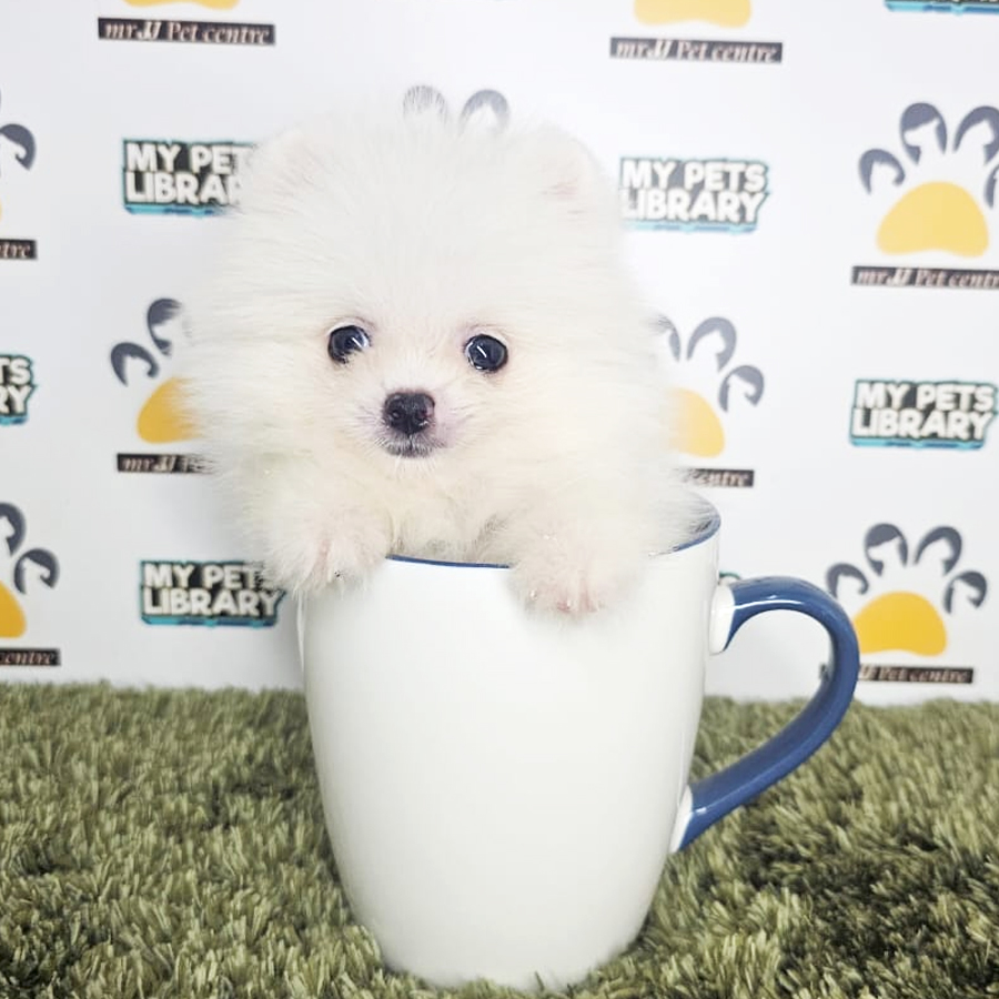 Teacup Pomeranian Puppy (Male) For Sale
