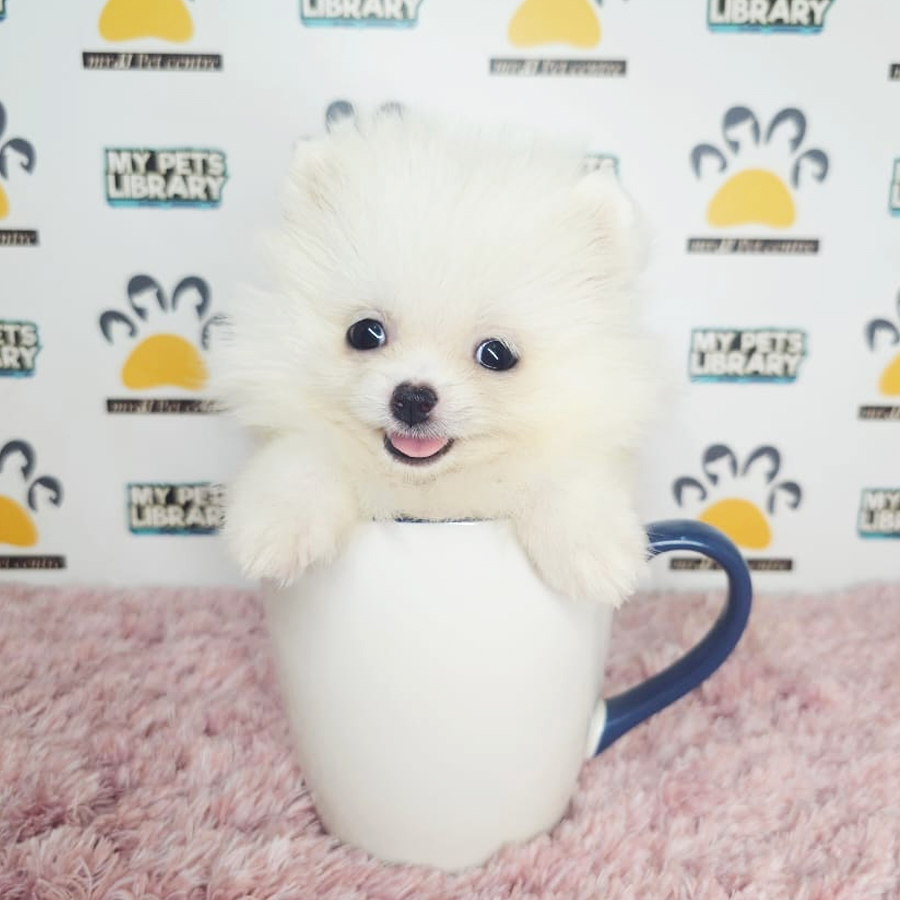 Teacup Pomeranian Puppy (Female) For Sale