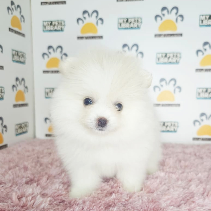 Tiny Pomeranian Puppy (Female) For Sale