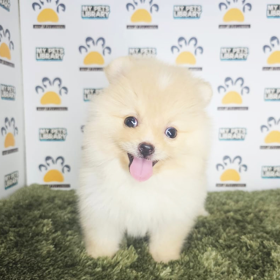 Tiny Pomeranian Puppy (Male) For Sale