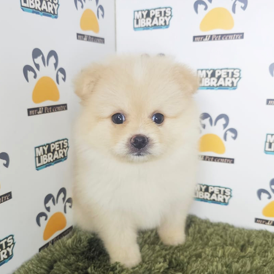 Tiny Pomeranian Puppy (Male) For Sale