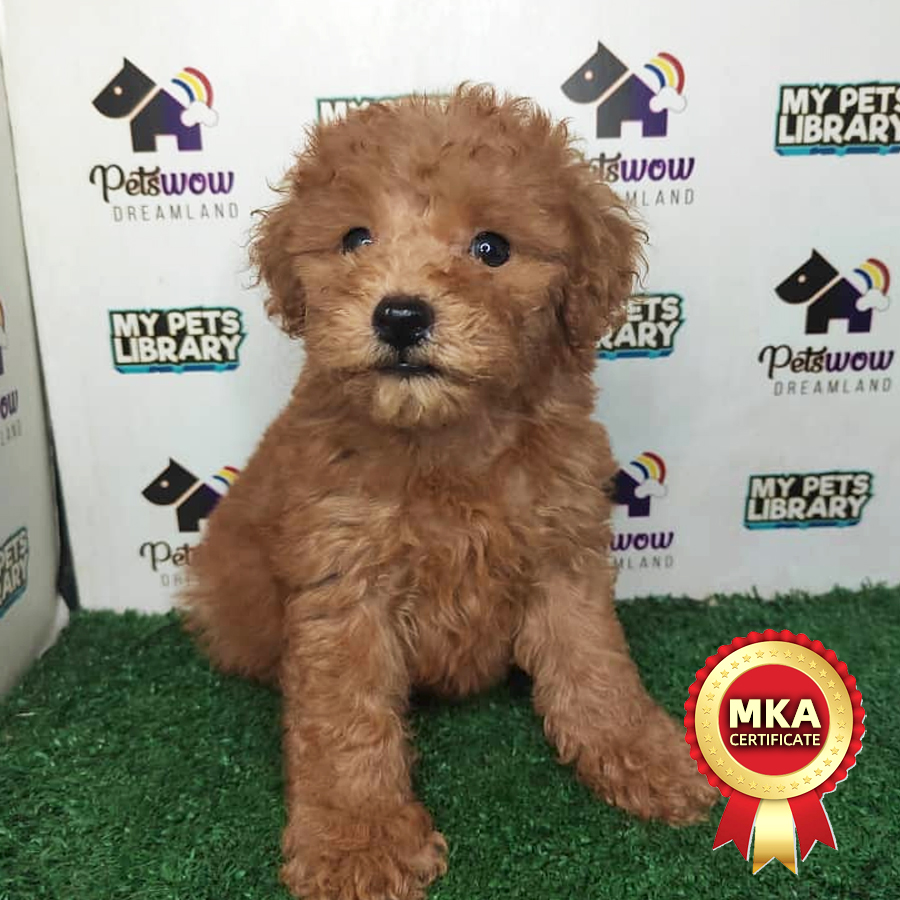 MKA Poodle Puppy (Female) For Sale