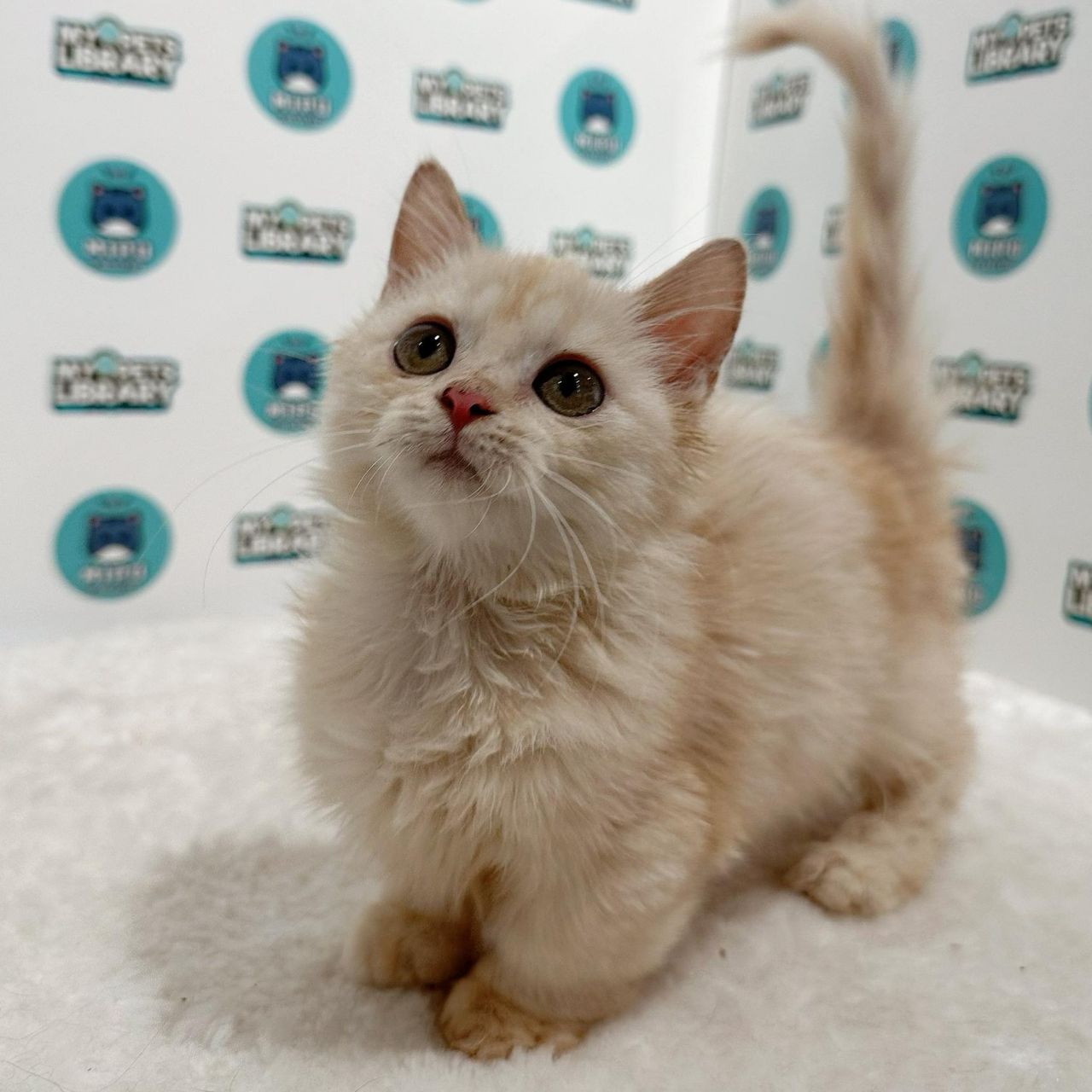 Super Short Munchkin Longhair Kitten (Male) For Sale