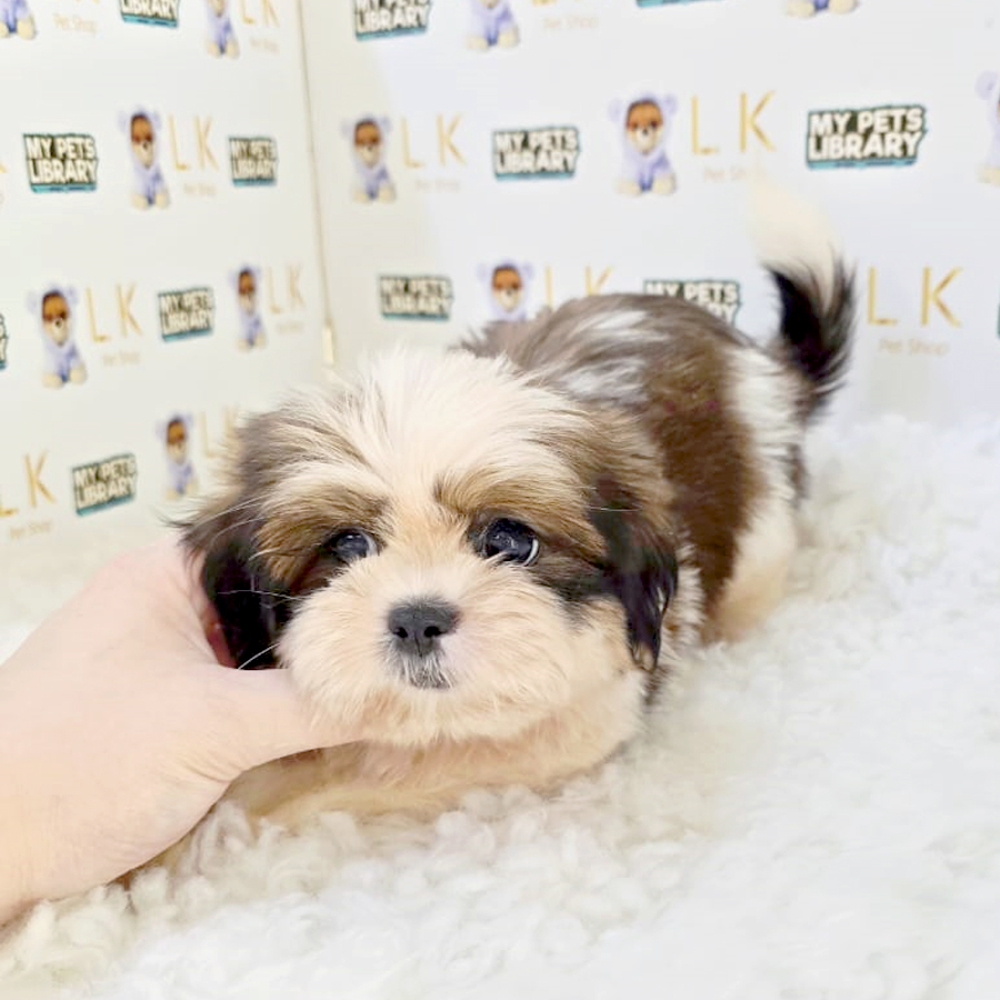 Shih Tzu Puppy (Female) For Sale