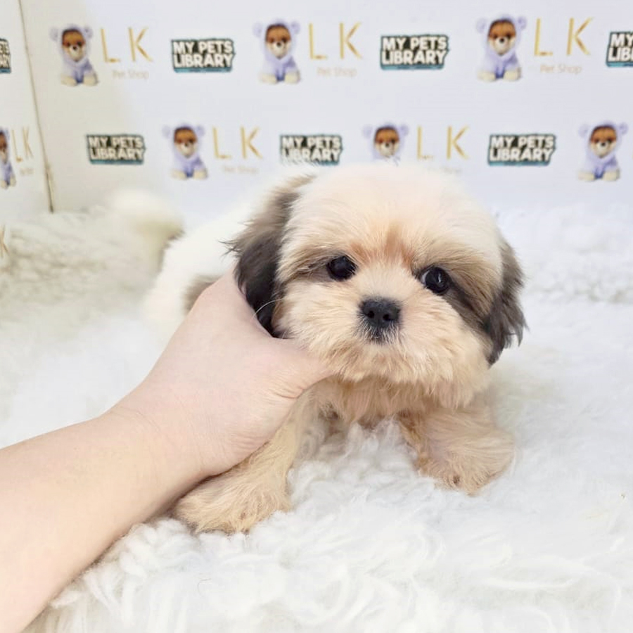 Shih Tzu Puppy (Male) For Sale