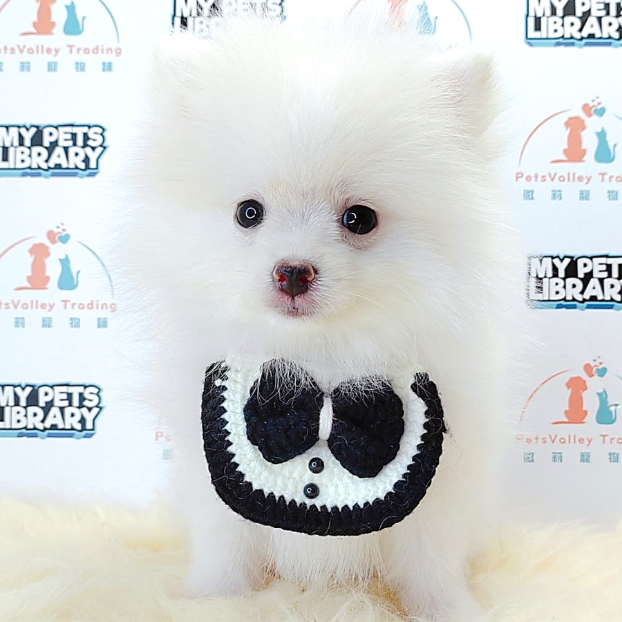 Pomeranian Puppy (Male) For Sale
