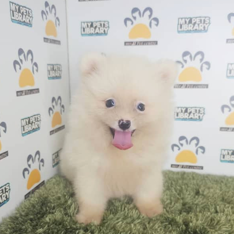 Tiny Pomeranian Puppy (Male) For Sale