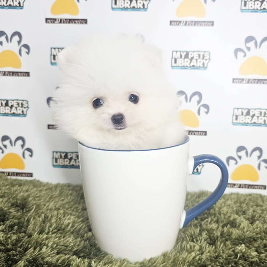 Teacup Pomeranian Puppy (Male) For Sale
