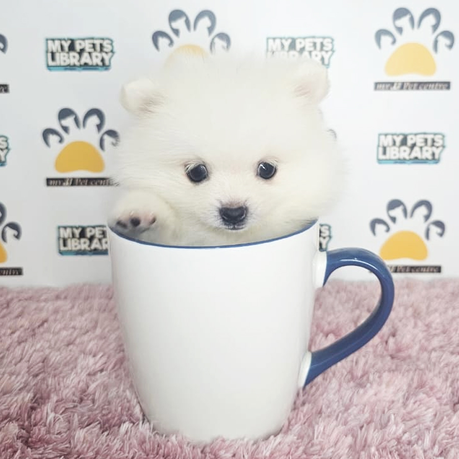 Teacup Pomeranian Puppy (Female) For Sale
