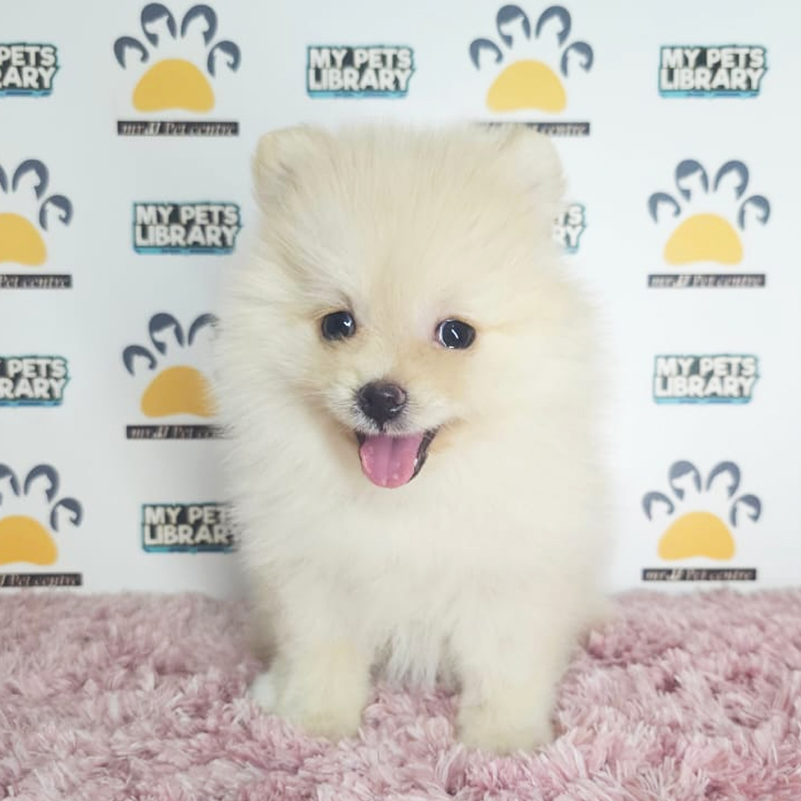 Tiny Pomeranian Puppy (Female) For Sale