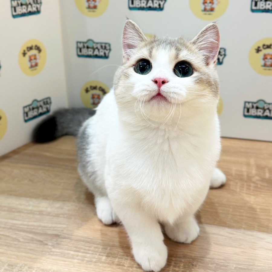 Munchkin Kitten (Female) For Sale